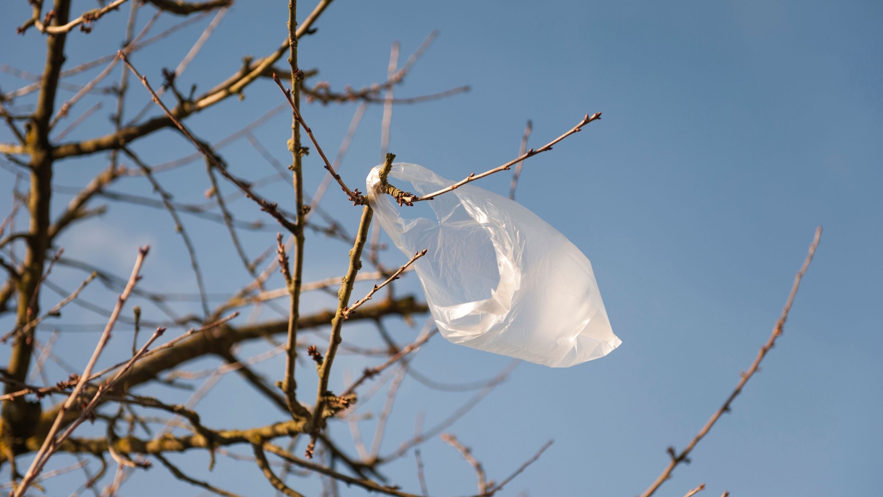 Green Initiatives & Ethical Consumerism