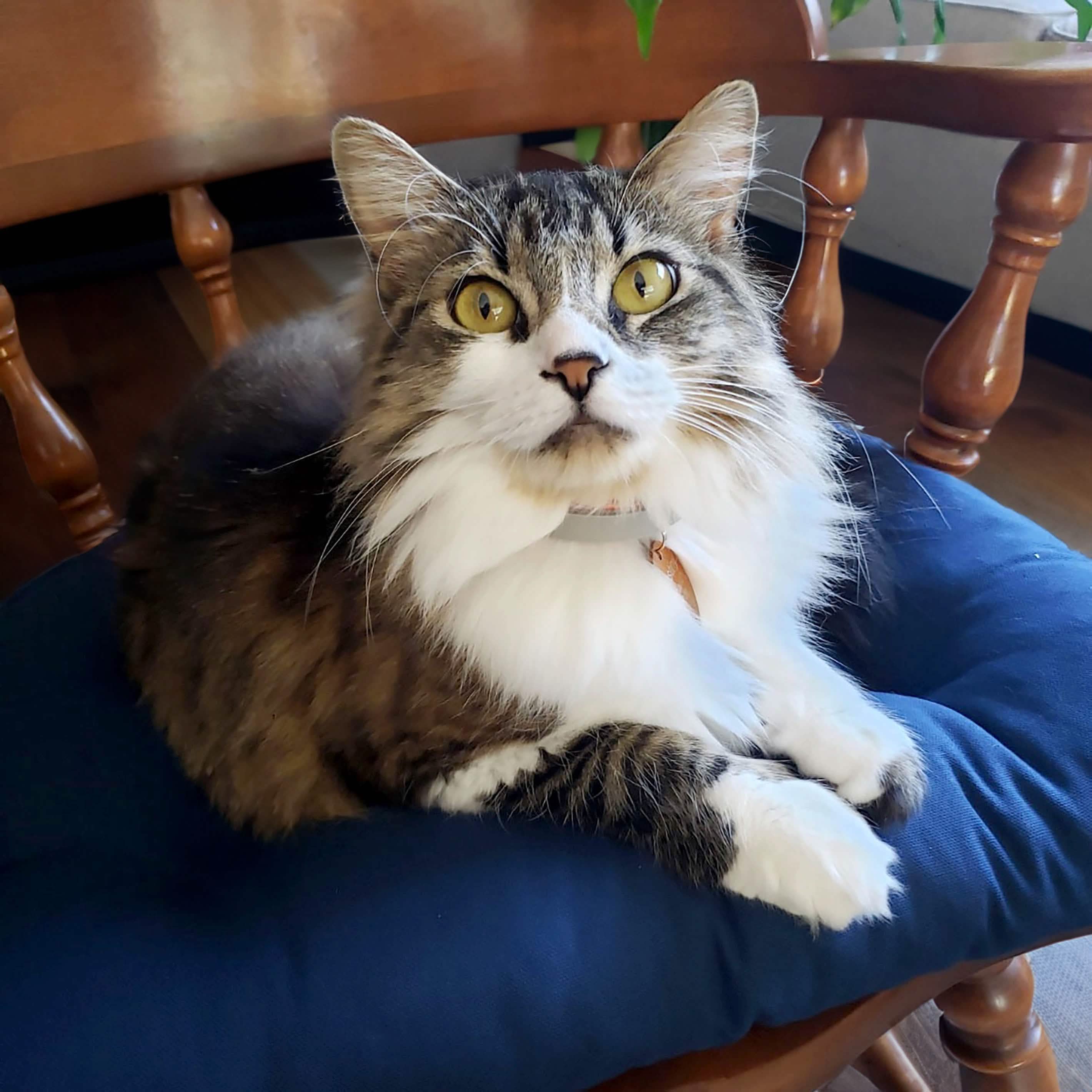 Thick Padded Solid Midnight Blue Kitchen Chair Pads